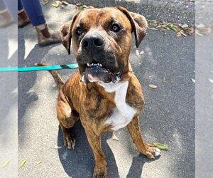 Boxer-Unknown Mix Dogs for adoption in Camarillo, CA, USA