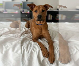 Carolina Dog-Unknown Mix Dogs for adoption in Greenville, SC, USA