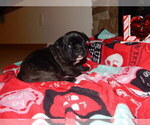 Small Photo #5 French Bulldog Puppy For Sale in MEADVILLE, PA, USA