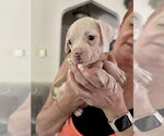 Small #2 American Staffordshire Terrier Mix