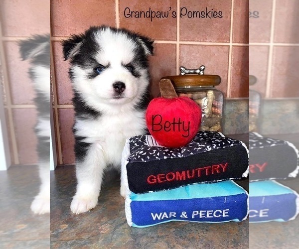 Medium Photo #4 Pomsky Puppy For Sale in CASA GRANDE, AZ, USA