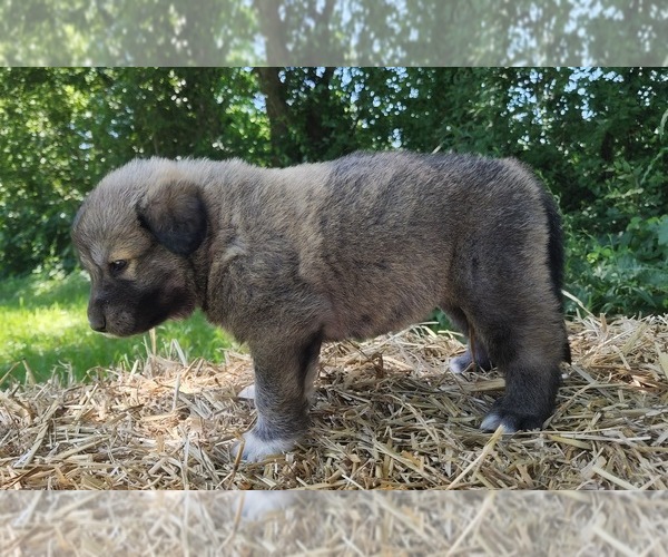 Medium Photo #1 Anatolian Shepherd Puppy For Sale in CUMBY, TX, USA