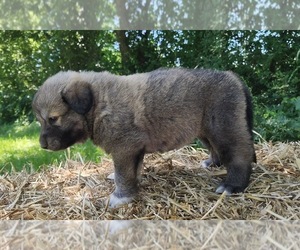 Anatolian Shepherd Puppy for sale in CUMBY, TX, USA