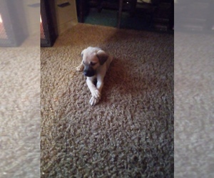 Great Dane Puppy for sale in SHELDON, IL, USA