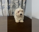 Small #16 Havanese