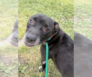 Vicky - Female Mutt Dog for Adoption - Photo #7