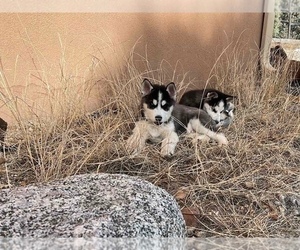 Siberian Husky Puppy for sale in TIJERAS, NM, USA