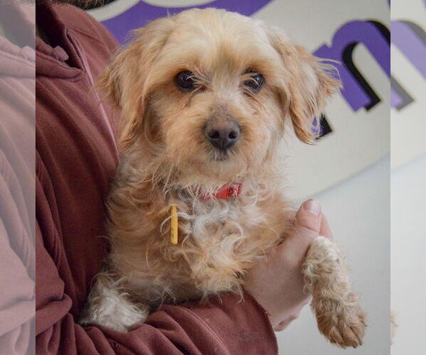 Medium Photo #3 Mutt Puppy For Sale in Huntley, IL, USA