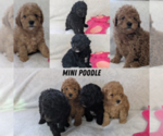Small Poodle (Miniature)