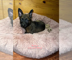 Small Photo #3 Belgian Malinois Puppy For Sale in HOUSTON, TX, USA