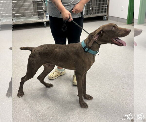 Medium Photo #2 German Shorthaired Pointer-Unknown Mix Puppy For Sale in Washington, DC, USA