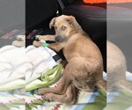 Small #7 Black Mouth Cur-German Shepherd Dog Mix