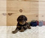 Puppy 1 Poodle (Miniature)-Whoodle Mix