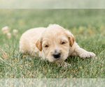 Small Photo #14 Goldendoodle Puppy For Sale in FREDERICA, DE, USA