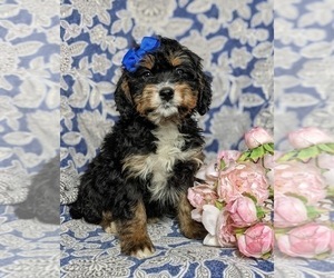 Bernedoodle Puppy for sale in GLEN ROCK, PA, USA