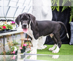 Puppy Spencer Great Dane