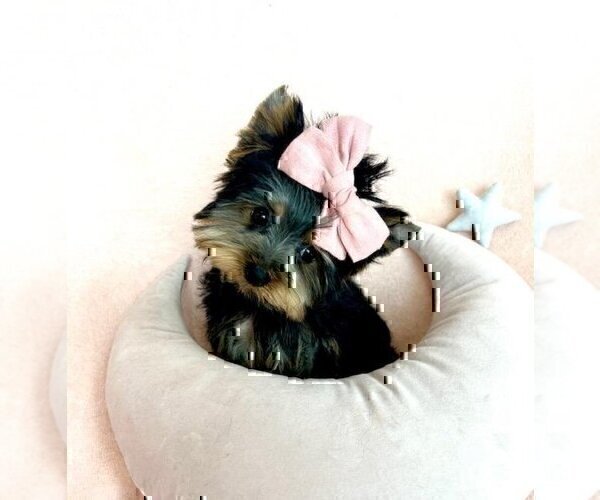 Medium Photo #13 Morkie Puppy For Sale in MIAMI, FL, USA