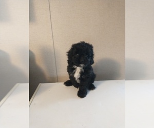 Cavapoo Puppy for sale in SPARTA, TN, USA
