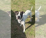 Small #1 American Bulldog-American Foxhound Mix