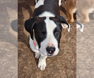 Mutt Dogs for adoption in New London, WI, USA