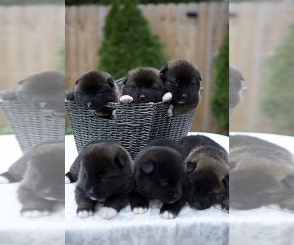 Medium Photo #1 Akita Puppy For Sale in LOUISVILLE, KY, USA