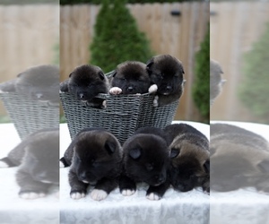Akita Puppy for Sale in LOUISVILLE, Kentucky USA