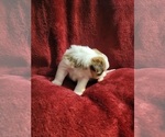 Small Photo #25 Yorkshire Terrier Puppy For Sale in AKRON, OH, USA