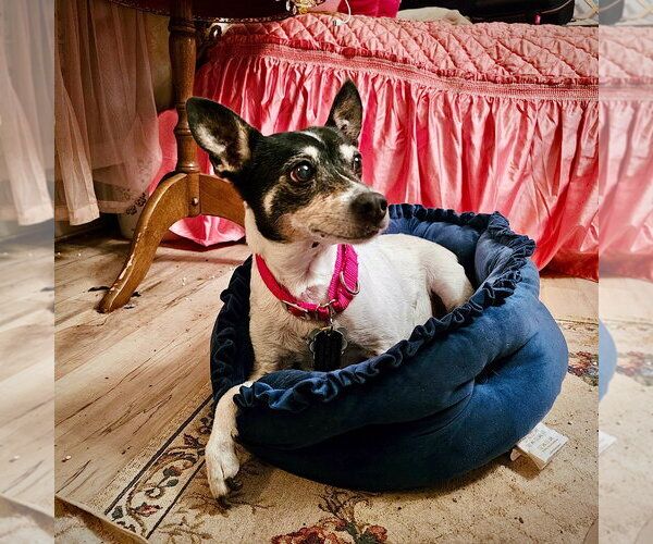 Medium Photo #3 Rat Terrier Puppy For Sale in Atlanta, GA, USA