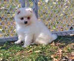 Small Photo #2 Alaskan Klee Kai-Pomsky Mix Puppy For Sale in JOICE, IA, USA