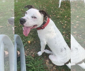 American Pit Bull Terrier-Unknown Mix Dogs for adoption in Oakhurst, NJ, USA
