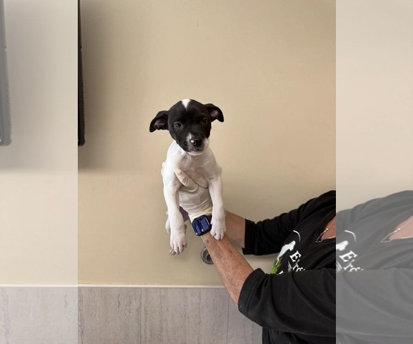 Medium Photo #1 Boxer-Unknown Mix Puppy For Sale in Pompano Beach , FL, USA