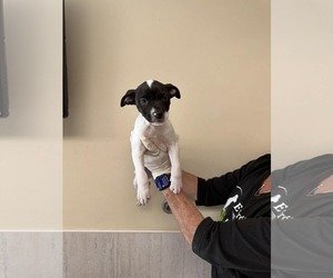 Boxer-Unknown Mix Dogs for adoption in Pompano Beach , FL, USA