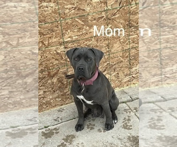 Medium Photo #1 Cane Corso Puppy For Sale in FORT WAYNE, IN, USA