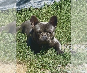 Father of the French Bulldog puppies born on 06/02/2023