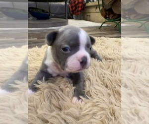 Boston Terrier Puppy for sale in FREDONIA, KS, USA