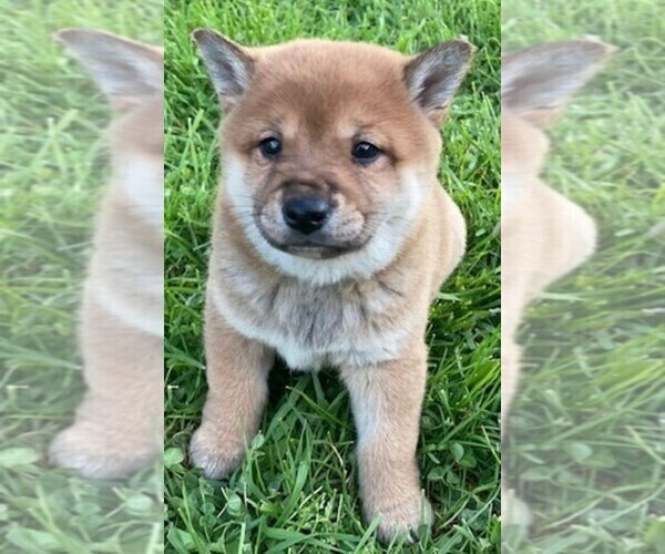 Medium Photo #1 Shiba Inu Puppy For Sale in BONDUEL, WI, USA
