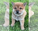 Small Photo #1 Shiba Inu Puppy For Sale in BONDUEL, WI, USA