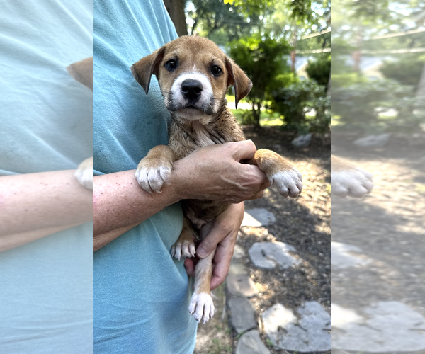 Medium Photo #4 Mutt Puppy For Sale in Rockville, MD, USA