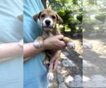 Small #3 Mutt