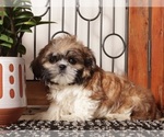 Small Photo #11 Shih Tzu Puppy For Sale in NAPLES, FL, USA