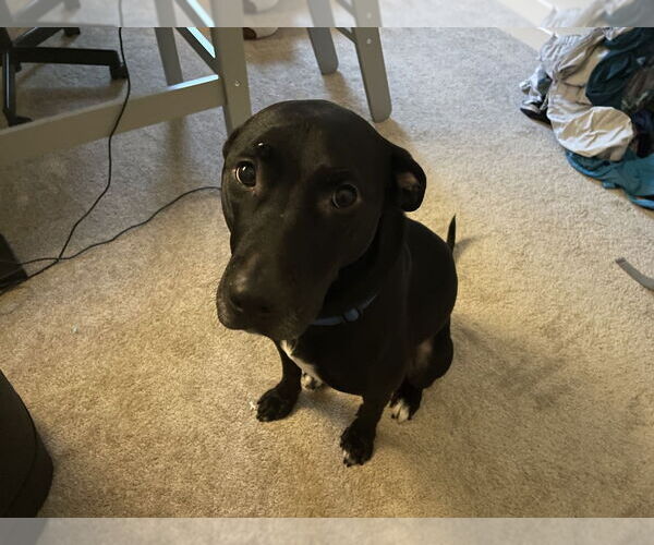 Medium Photo #2 Labrador Retriever-Unknown Mix Puppy For Sale in Boston, MA, USA