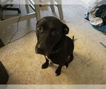 Small #1 Labrador Retriever Mix