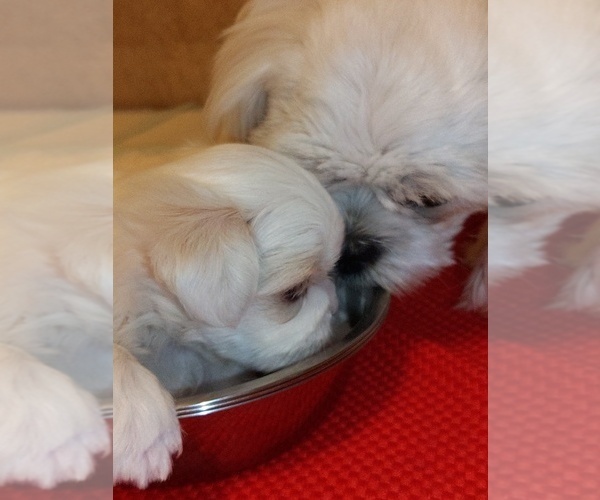 Medium Photo #1 Shih Tzu Puppy For Sale in FANNING SPGS, FL, USA