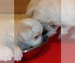 Medium Shih Tzu