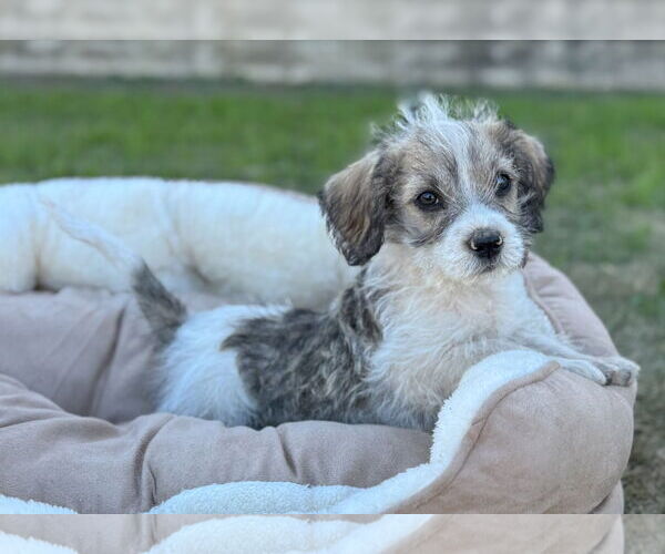 Medium Photo #4 Mutt Puppy For Sale in PIPE CREEK, TX, USA