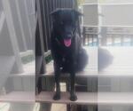 Small #1 Labrador Retriever Mix