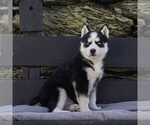 Small Photo #7 Siberian Husky Puppy For Sale in KINZERS, PA, USA