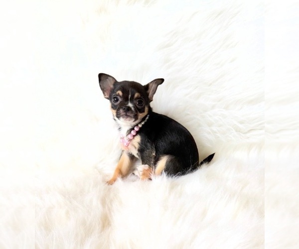 Medium Photo #7 Chihuahua Puppy For Sale in SACRAMENTO, CA, USA