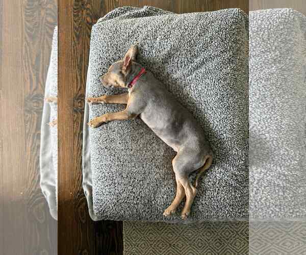 Medium Photo #4 Mutt Puppy For Sale in Woodbury, NY, USA