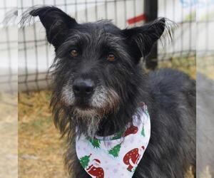 Mutt Dogs for adoption in San Antonio, TX, USA